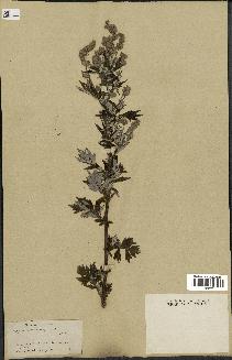 spécimen de Artemisia vulgaris