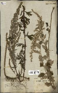 spécimen de Artemisia vulgaris