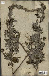 spécimen de Artemisia vulgaris