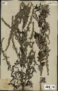 spécimen de Artemisia vulgaris