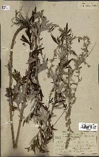 spécimen de Artemisia vulgaris