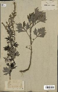 spécimen de Artemisia vulgaris