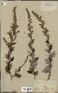 spécimen de Artemisia vulgaris