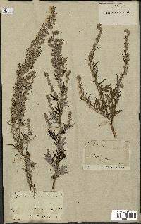 spécimen de Artemisia vulgaris