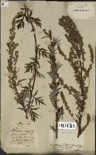 spécimen de Artemisia vulgaris