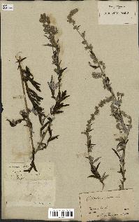 spécimen de Artemisia vulgaris