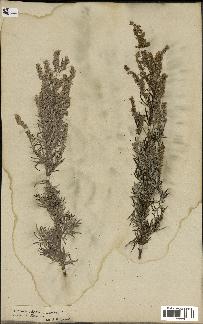 spécimen de Artemisia vulgaris