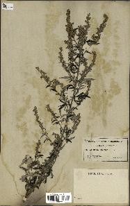 spécimen de Artemisia vulgaris