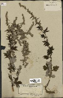 spécimen de Artemisia vulgaris