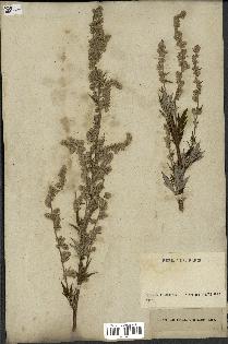 spécimen de Artemisia vulgaris