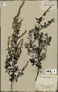 spécimen de Artemisia vulgaris