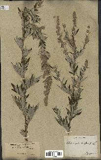 spécimen de Artemisia vulgaris