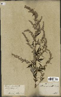 spécimen de Artemisia vulgaris