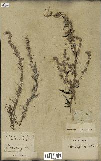 spécimen de Artemisia vulgaris