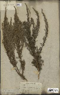 spécimen de Artemisia gallica