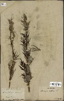 spécimen de Artemisia vulgaris