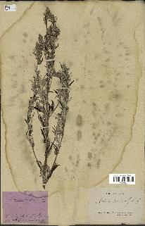 spécimen de Artemisia vulgaris