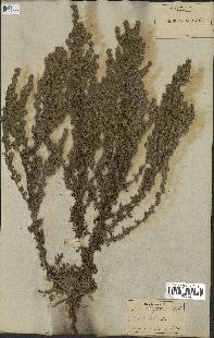 spécimen de Artemisia gallica