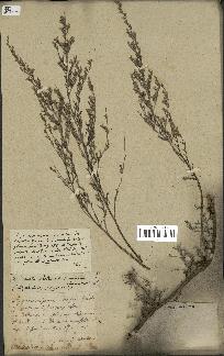 spécimen de Artemisia gallica