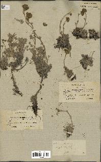 spécimen de Artemisia glacialis