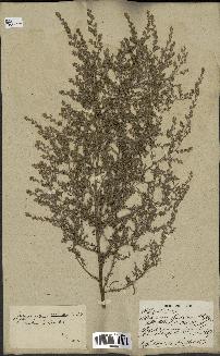 spécimen de Artemisia gallica