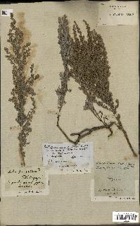 spécimen de Artemisia gallica