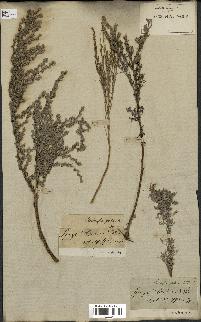 spécimen de Artemisia gallica