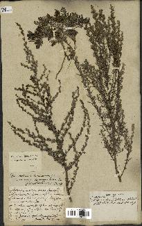 spécimen de Artemisia gallica