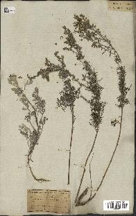 spécimen de Artemisia gallica