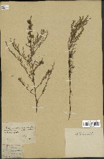 spécimen de Artemisia glutinosa
