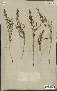 spécimen de Artemisia glutinosa