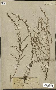 spécimen de Artemisia glutinosa