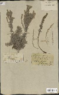 spécimen de Artemisia gallica