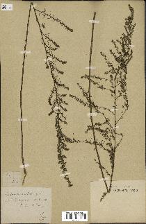 spécimen de Artemisia glutinosa