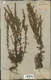 spécimen de Artemisia gallica