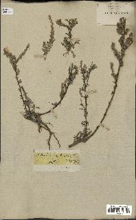 spécimen de Artemisia gallica