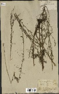 spécimen de Artemisia glutinosa