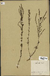 spécimen de Artemisia glutinosa