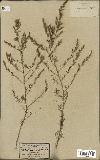 spécimen de Artemisia glutinosa