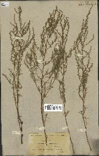 spécimen de Artemisia glutinosa