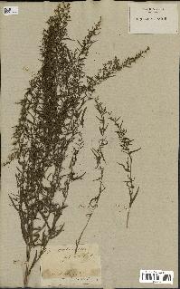 spécimen de Artemisia glauca