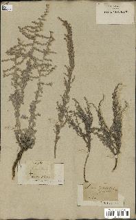 spécimen de Artemisia maritima