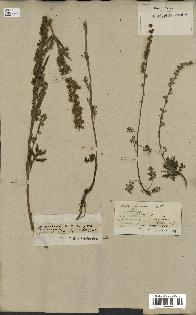 spécimen de Artemisia laciniata