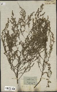 spécimen de Artemisia monogyna