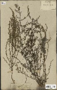 spécimen de Artemisia monogyna