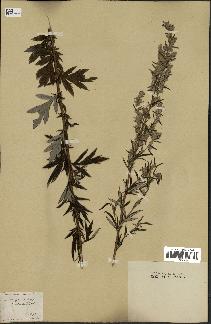 spécimen de Artemisia vulgaris