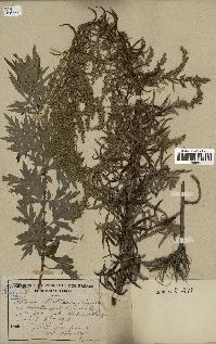 spécimen de Artemisia vulgaris