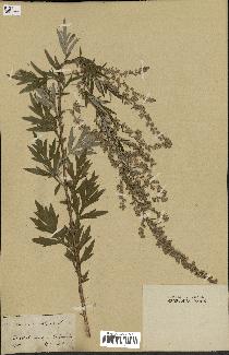 spécimen de Artemisia vulgaris