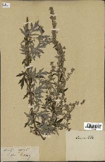 spécimen de Artemisia vulgaris