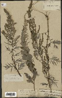 spécimen de Artemisia vulgaris